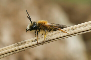 Closeup on the furry and orange colored male of the tawny mining bee, Andrena fulva