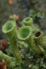 Vertical closeup on the green trumpet cup lichen, Cladonia fimbriata emerging in moss