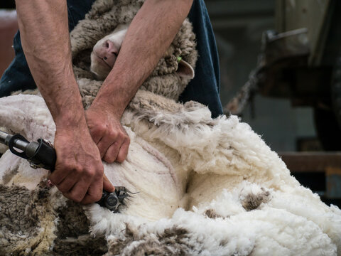 Close up of shearer shearing a sheep
