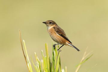 細い草の上に立つノビタキ