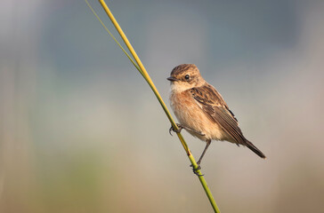 The Siberian stonechat or Asian stonechat is a recently validated species of the Old World flycatcher family.
