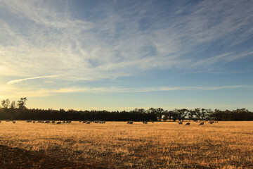 Sunrise over a paddock with a flock of sheep in the distance