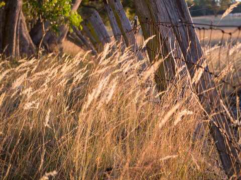 Golden grass seed heads in evening light