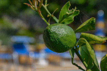 Lime on tree