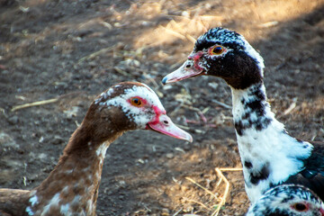 Two colorful ducks look at each other against the background of the ground close-up