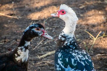 Two beautiful colorful ducks walking on the ground close-up