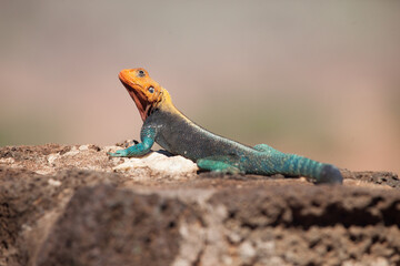 Beautiful blue and orange agama lizard in africa. Closeup detail of scales and colors.