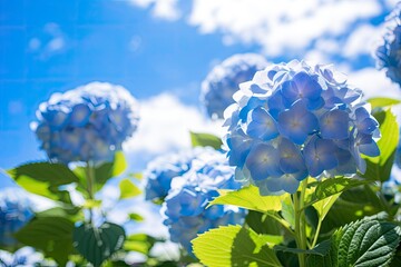 Blue French hydrangea under blue sky.