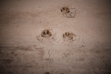 dog footprints on the sand