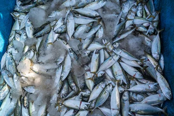 Foto op Canvas Freshly caught fish stored in an icebox on a beach in coastal India. © Balaji
