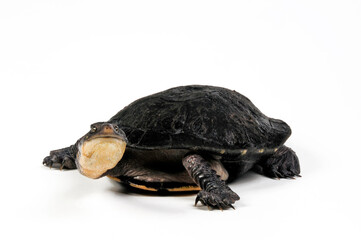 Glattrücken-Schlangenhalsschildkröte // Eastern long-necked turtle (Chelodina longicollis) - obrazy, fototapety, plakaty