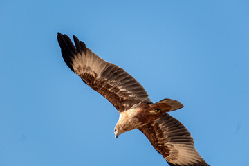 A Brahminy Kite aka Haliastur Indus flying in the air with a blue sky in the background.