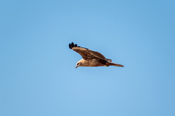 A Brahminy Kite aka Haliastur Indus flying in the air with a blue sky in the background.