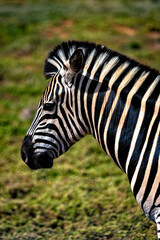 Fototapeta na wymiar Portrait of a zebra in Addo National Park, South Africa 