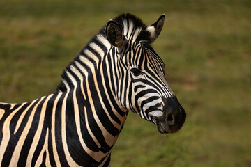 Portrait of a zebra in Addo National Park, South Africa 