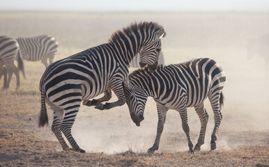 Incredible zebra fight, kicking up dust in a ferocious display of dominance