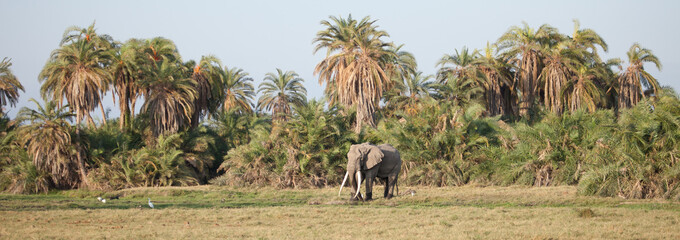 Panoramic of a lone bull elephant with big tusk in front of a tropical jungle in Amboseli National Park, Kenya