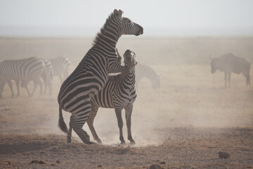 Incredible zebra fight, kicking up dust in a ferocious display of dominance