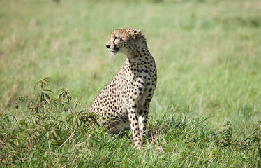 Intimate encounter with a cheetah on the African plains