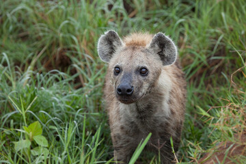 Curious spotted hyena looks up at the camera