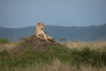 Lion posing on top of a grassy termite mound in Africa