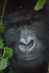 Closeup face portrait of a mountain gorilla
