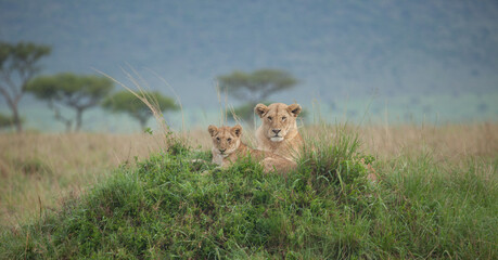 Lion Mama and her Cub on the African savannah