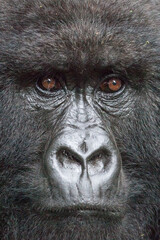 Powerful portrait of a mountain gorilla