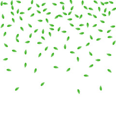Light Green Sheet Background White Vector. Greenery Vivid Card. Wind Frame. Greenish Line Design. Leaf Herbal.