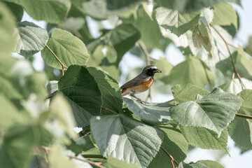 Collared redstart bird small cute with insect