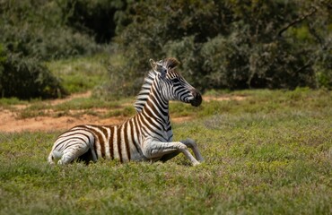 Fototapeta na wymiar Zebra's in Addo National Park, South Africa 