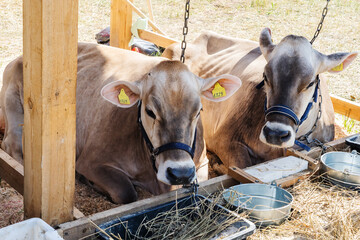 Swiss cows in a wooden pen. Two tired animals are resting next to a feeding trough. Raising cattle...