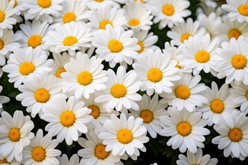 White daisy flowers.