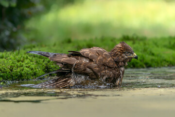 Common Buzzard (Buteo buteo) taking a bath in the forest of Noord Brabant in the Netherlands.   