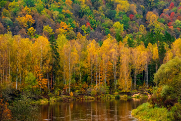 autumn in the forest