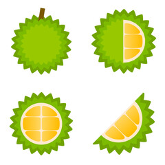 durian illustration vector