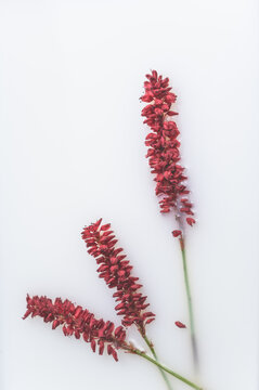 Rote Blumen schwimmen in einem Milchbad. Konzeptuelle Fotografie. Spa, Körperpflege und Kosmetik