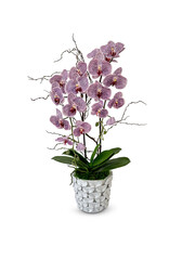 pink orchid in a vase on Transparent Background