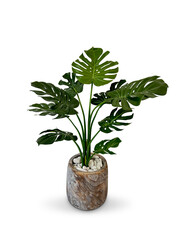 plant in a pot on Transparent Background