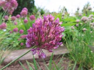 close up of a flower