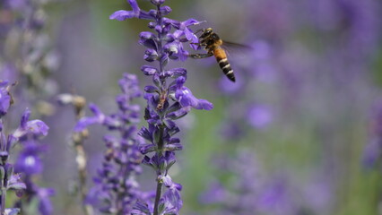 Lavender's delicate farewell to a visiting bee