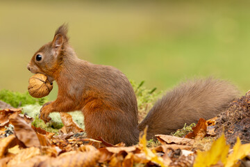 Naklejka na ściany i meble Red Squirrel, Scientific name, Sciurus vulgaris, Cute red squirrel with tufty ears, eating a walnut in Autumn, alert and facing left. Kinloch Rannoch. Scottish Highlands, UK. Horizontal. Copy Space