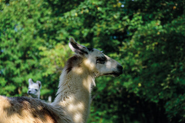 Lama- Parc de lama à la Bresse -Vosges Alsace