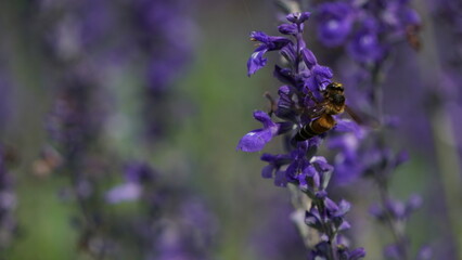 A lavender field and a bee's journey