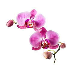 Fototapeta na wymiar pink orchid isolated on transparent background Remove png, Clipping Path