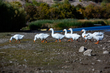 Group of white geese on the meadow in autumn day.