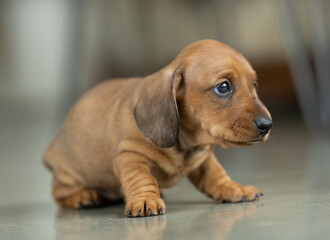 A very small young brown dachshund puppy