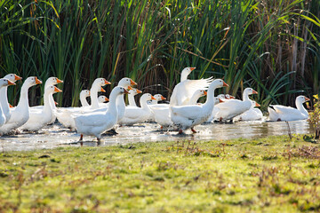 Group of white geese on the meadow in autumn day.