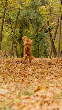 Vertical video: A red-haired English cocker spaniel runs through fallen leaves in an autumn park. Slow motion.
