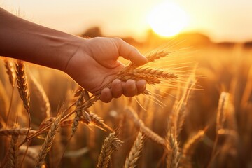 Farmer hand touching wheat spikelets on field at sunset, closeup, hand of worker man taking wheat spikes at sunset close up, AI Generated